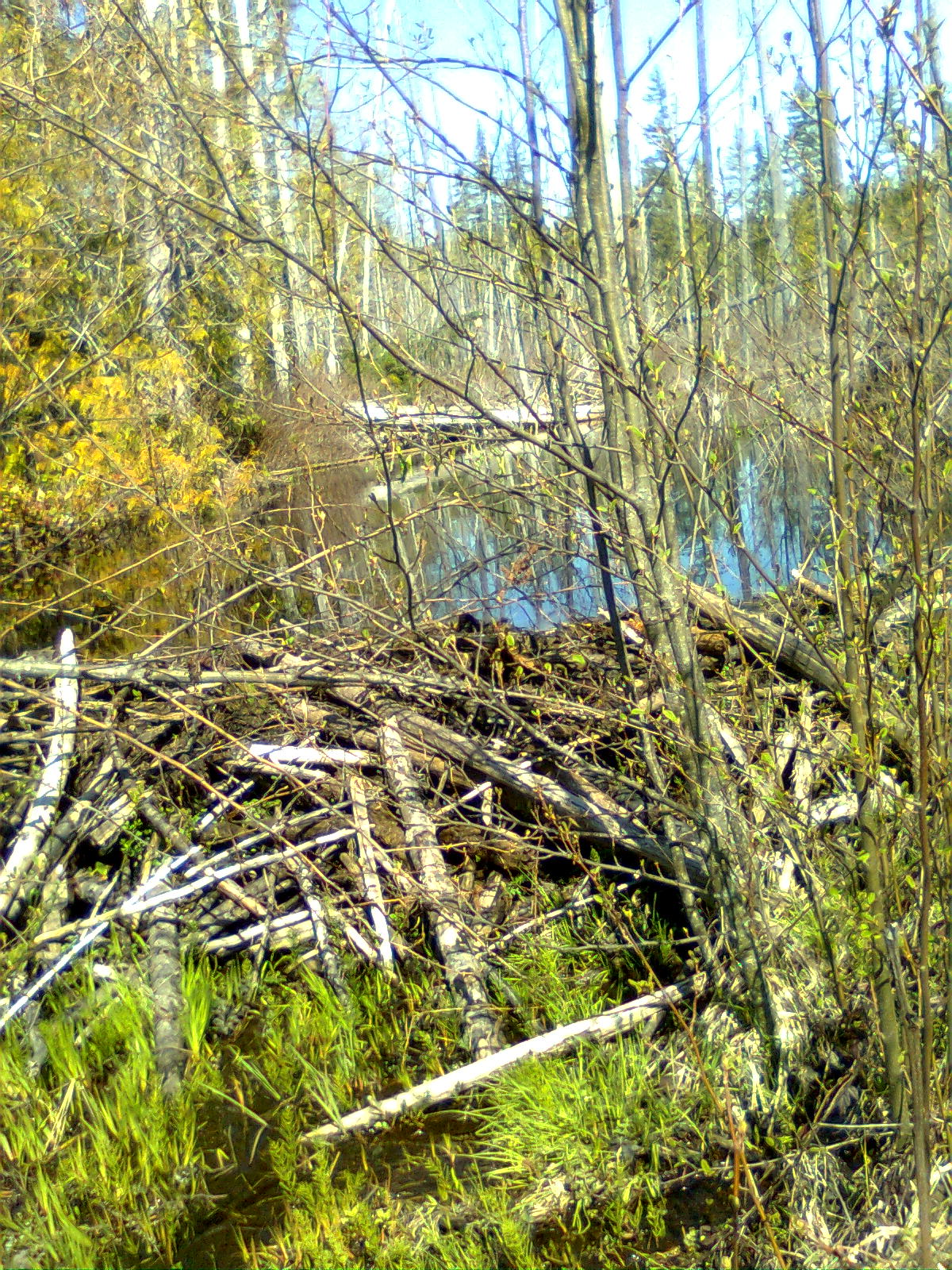 scouting the trails. Vancouver Island Off Road
