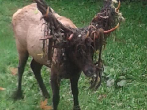 Halloween elk in my back yard 