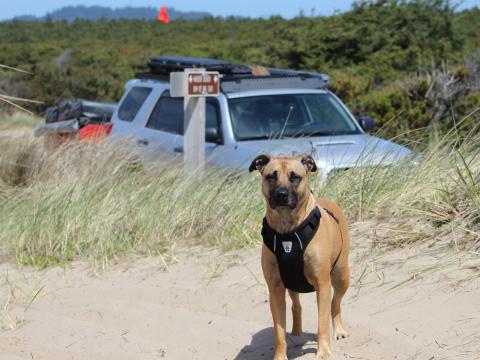 5th gen 4Runner overlanding North America - Sand Dunes with Dog, Oregon Coast