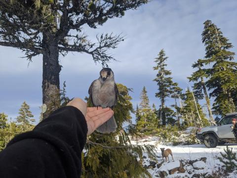 Mt Arrowsmith