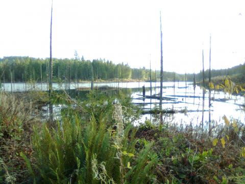 elephaunt lake  back side