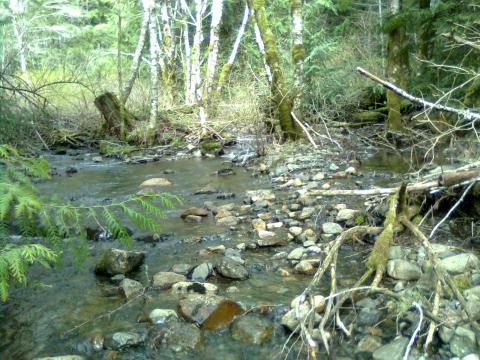 many creeks make up nanaimos river. i found one spot. 6 into one. 