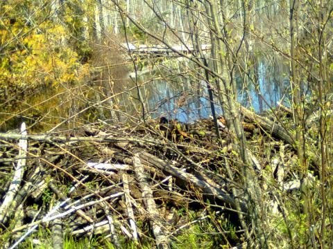 the beaver dams