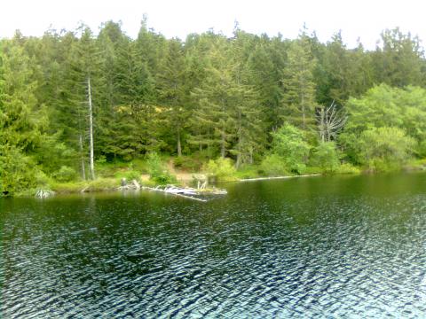 those are some big trees with a landing on it. used as a dock. 