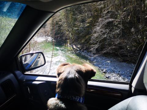 Pup's first off-roading trip
