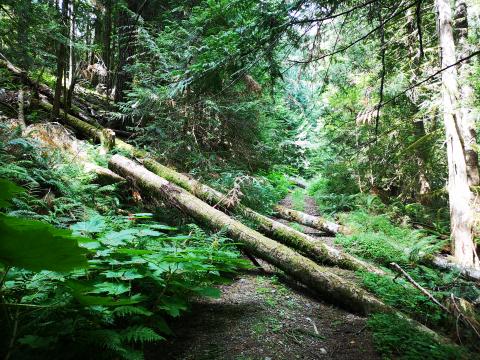 This was once a trail