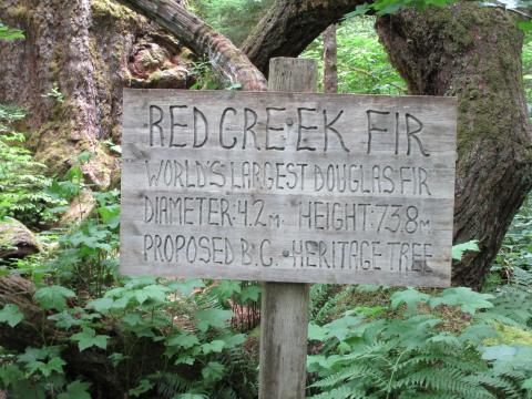 Sign beside the tree