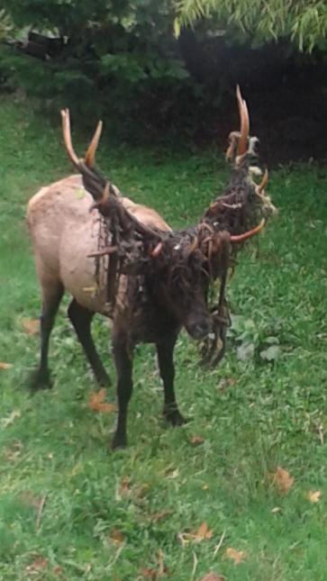 Halloween elk in my back yard 